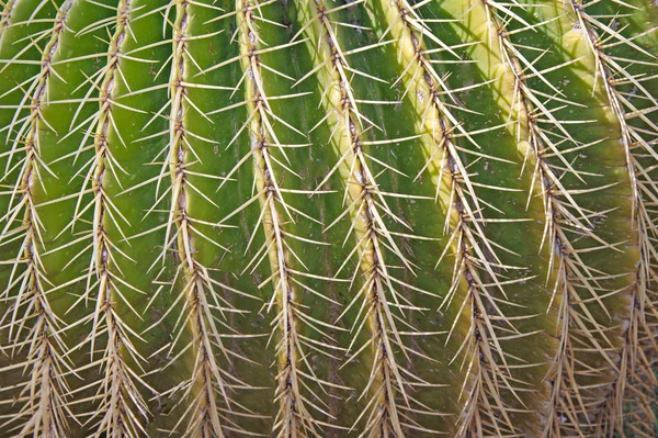 Close up of cactus isolated on white background — Stock Photo, Image