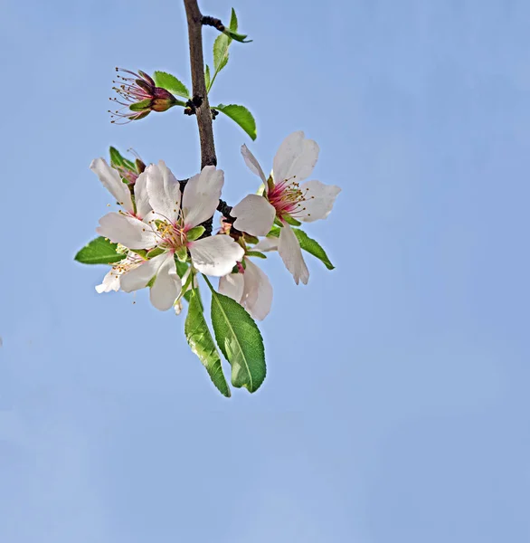 Primo piano di Branch con fiori — Foto Stock