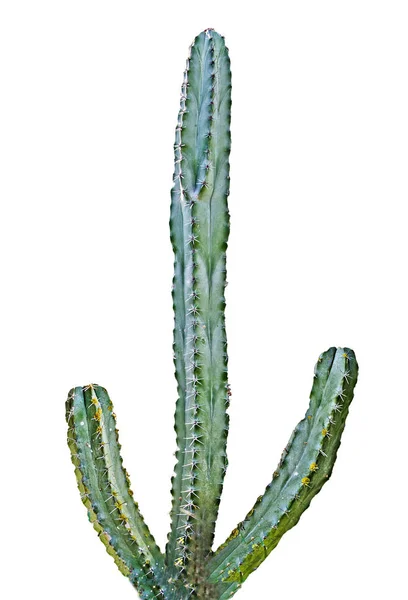 Primer plano de Cactus aislado sobre fondo blanco —  Fotos de Stock