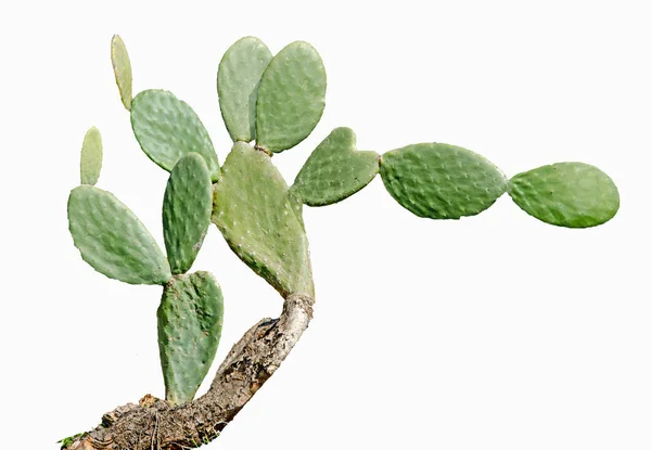 Gros plan de Cactus isolé sur fond blanc — Photo