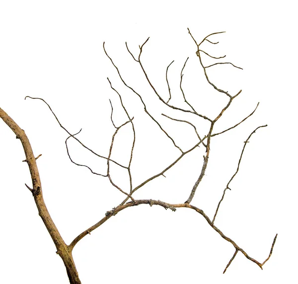 Close up of dry branch — Stock Photo, Image