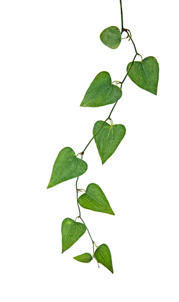 Close up of vine — Stock Photo, Image