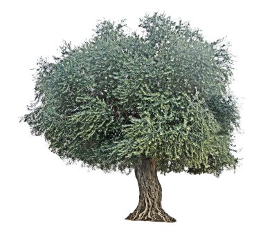 Beyaz zeytin ağacı