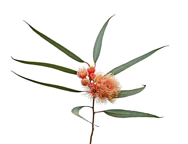 Primo piano del fiore di eucalipto — Foto Stock