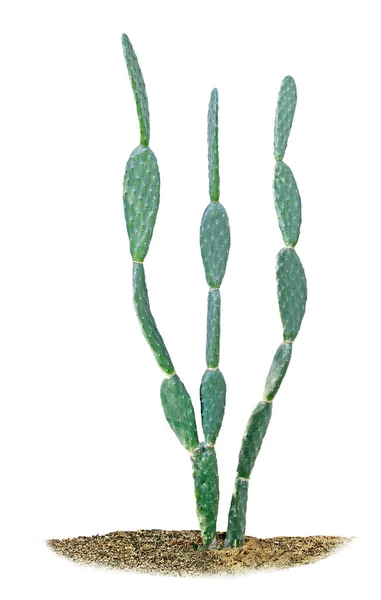 Закрыть изоляцию кактуса на белом фоне — стоковое фото