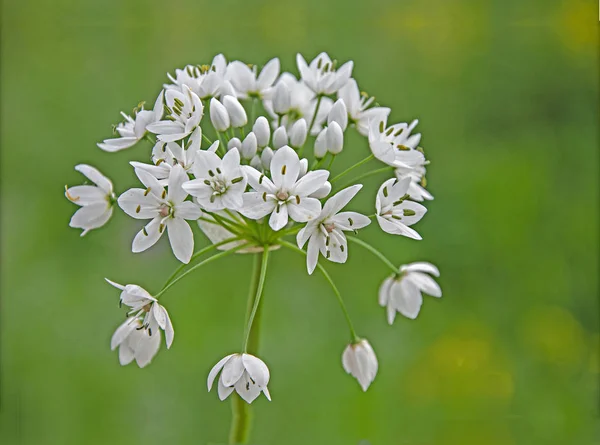 Sluiten van de bloem — Stockfoto