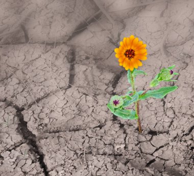 Çiçekleri kapatın.