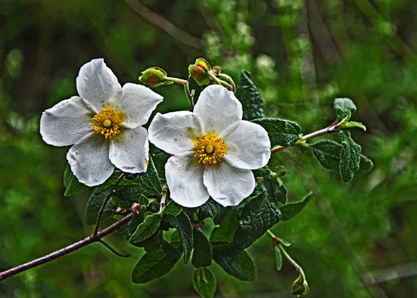 Detailní záběr z růžových květů — Stock fotografie