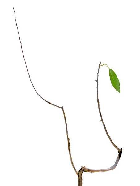 Trockener Zweig mit Blatt — Stockfoto