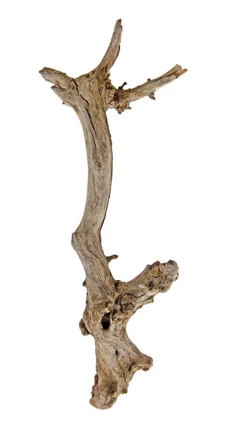 Close up of dry branch — Stock Photo, Image