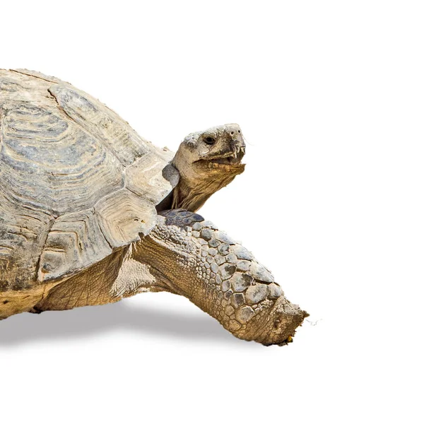 Büyük kaplumbağa yakın çekim — Stok fotoğraf