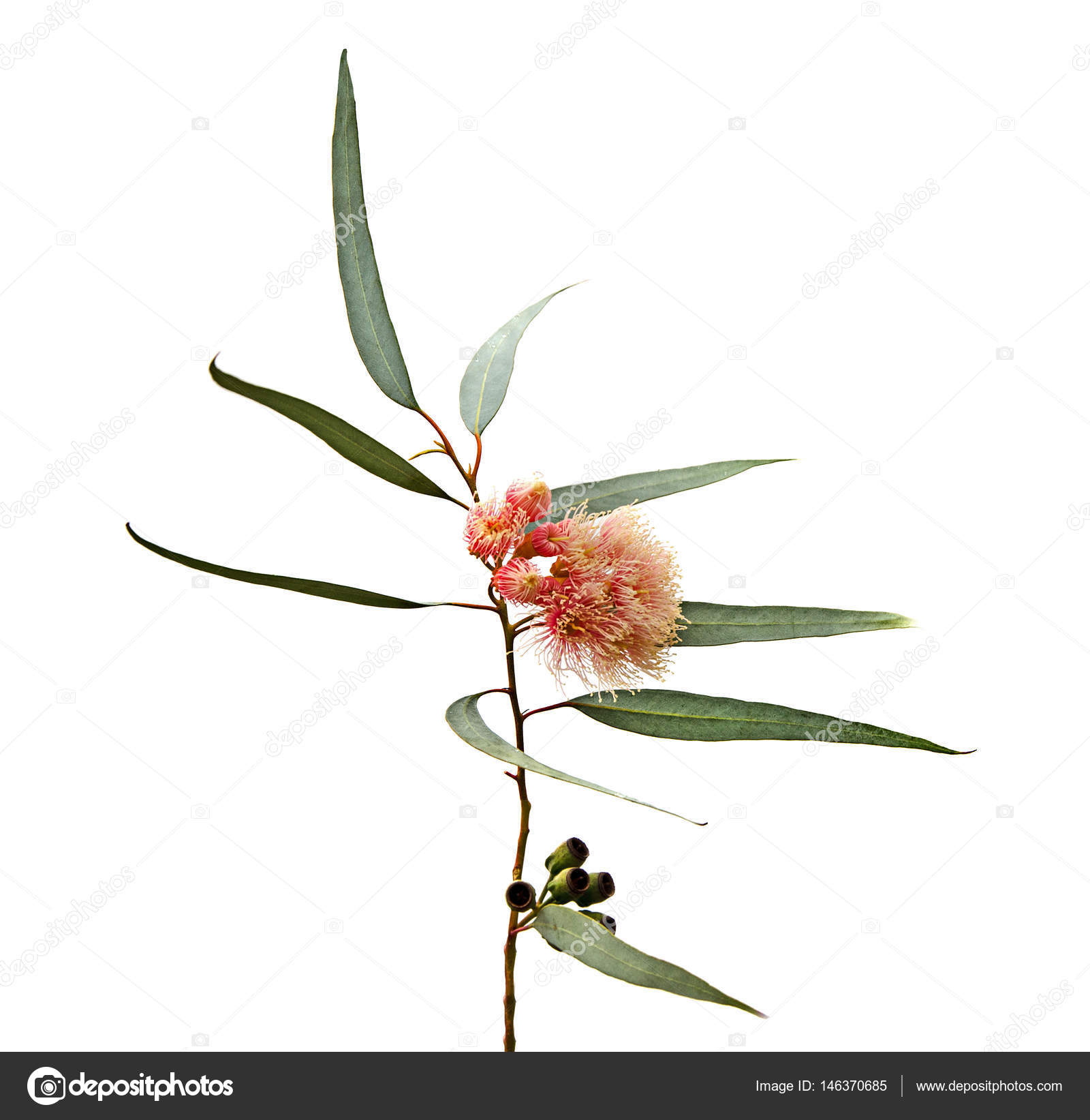 eucalyptus blomma pris