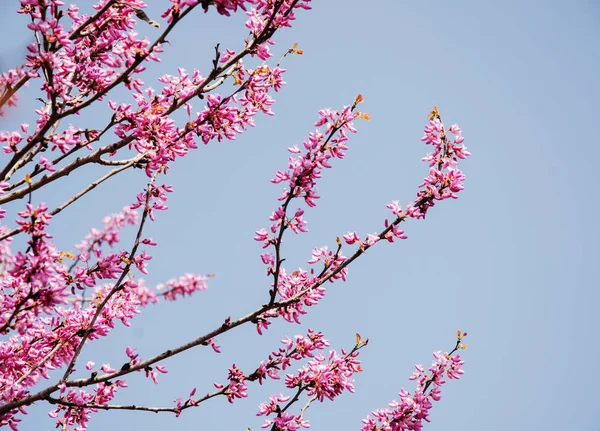 Nahaufnahme des blühenden Obstbaums — Stockfoto