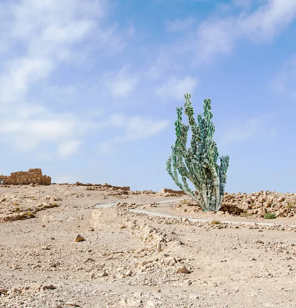 Close u of cactus at desert — Stock Photo, Image