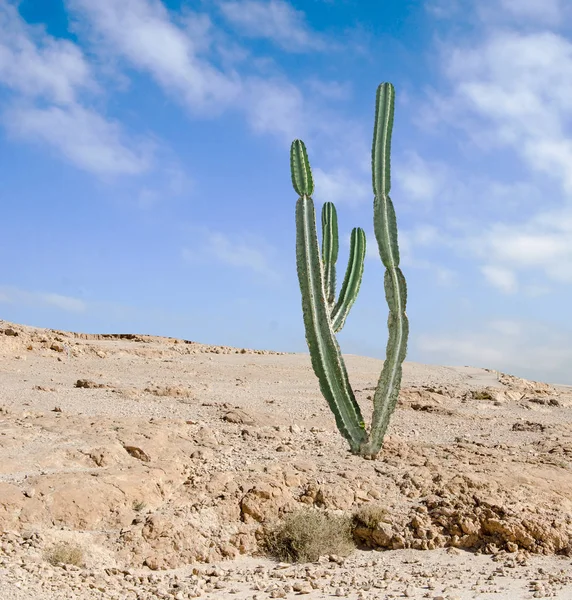 Close u of cactus at desert — Stock Photo, Image