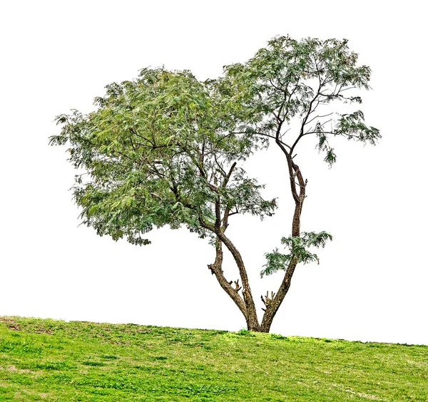 Acacia tee op witte achtergrond — Stockfoto