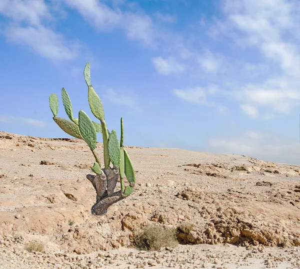 Close u of cactus at desert — Stock Photo, Image