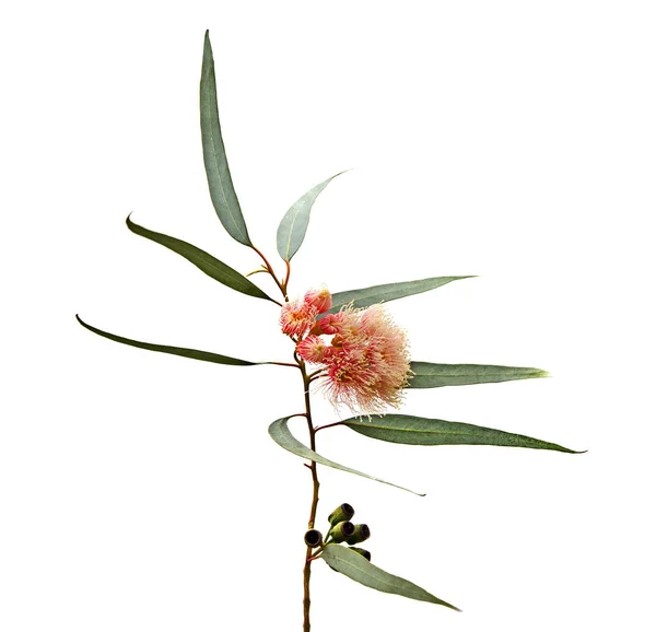 Primer plano de flor de eucalipto —  Fotos de Stock