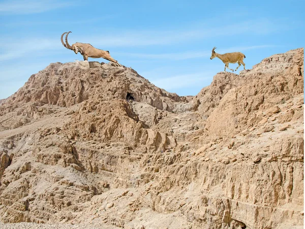 Nubian ibexes at Israel — Stock Photo, Image
