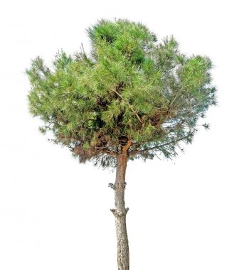 beyaz arkaplanda çam ağacı