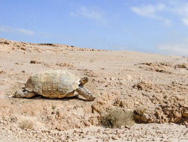 büyük kaplumbağa yakın çekim