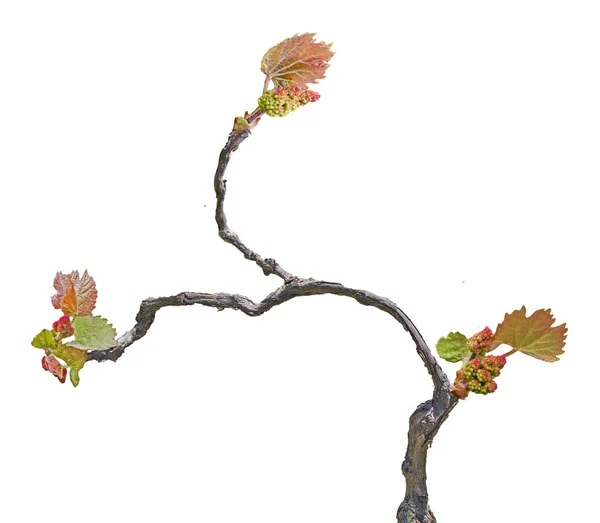 Videira de uva isolada sobre fundo branco — Fotografia de Stock