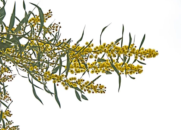 Großaufnahme von Acacia saligna — Stockfoto