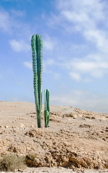 Close u of cactus at desert — Stock Photo, Image