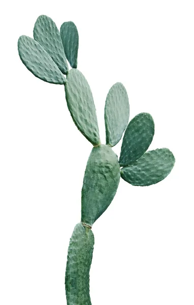 Primo piano di Cactus isolato su sfondo bianco — Foto Stock