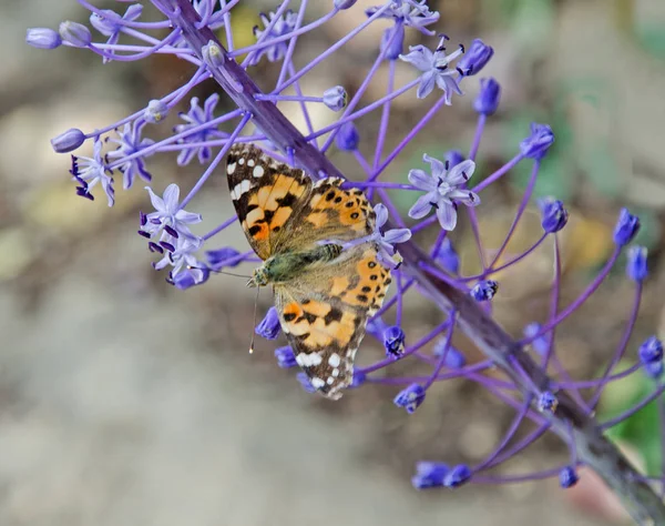Close up of butterfly on flower — Stock Photo, Image