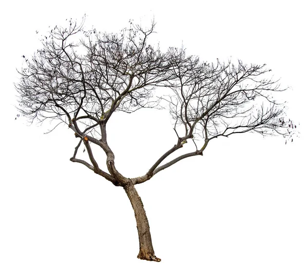 Árbol seco sobre fondo blanco —  Fotos de Stock