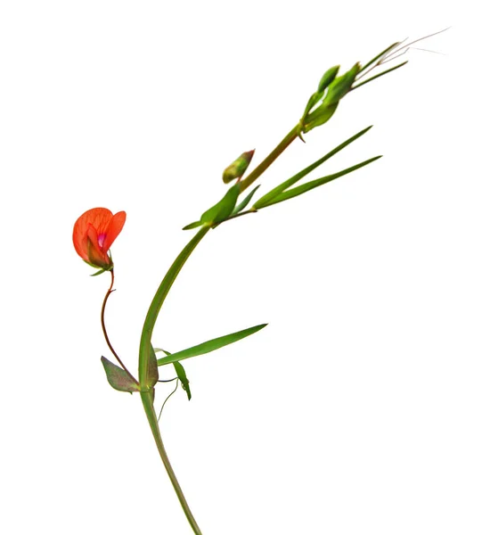 Nahaufnahme der Blume — Stockfoto