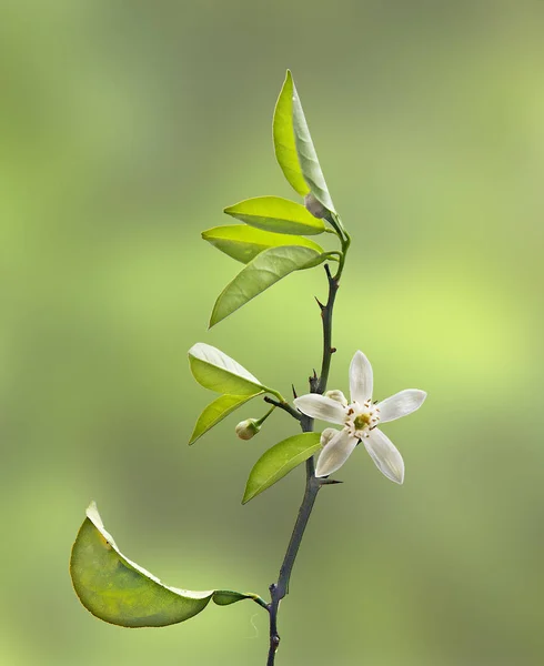 Close up of citrus flowers — Stock Photo, Image