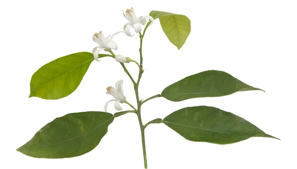 Close up of citrus flowers — Stock Photo, Image