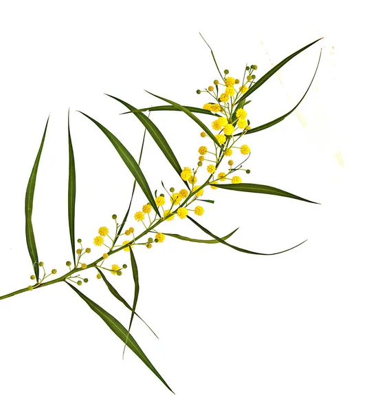 Close up of Acacia saligna — Stock Photo, Image