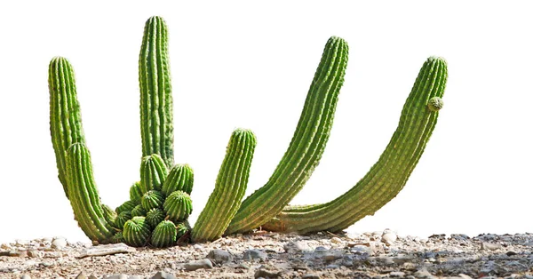 Close up of cactus isolated on white background — Stock Photo, Image