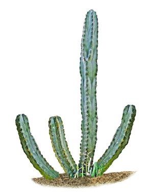 Beyaz arka plan üzerinde izole kaktüs yakın çekim