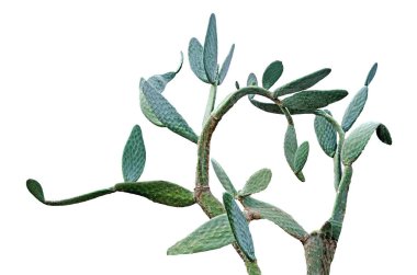 Beyaz arka plan üzerinde izole kaktüs yakın çekim