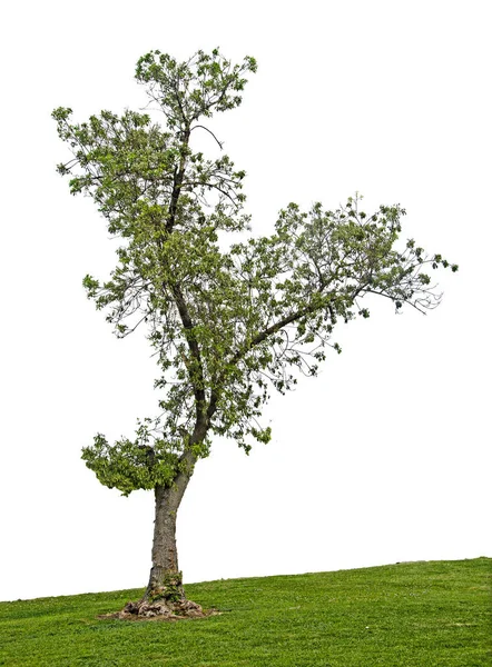 Baum auf weißem Hintergrund — Stockfoto