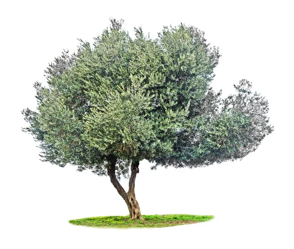 Olive tree on white — Stock Photo, Image