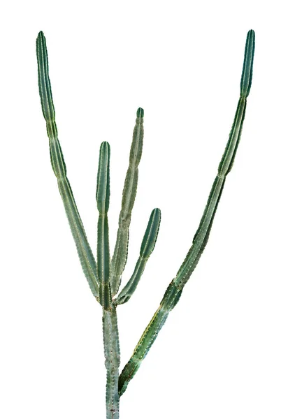 Close up dari cactus diisolasi di latar belakang putih — Stok Foto