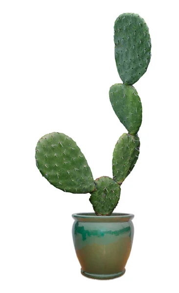 Cactus geïsoleerd op witte achtergrond — Stockfoto