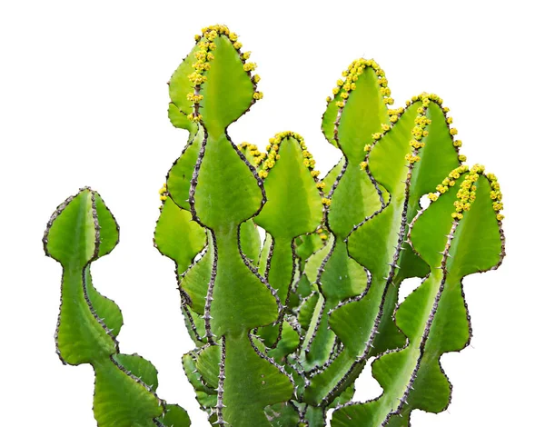 Primer plano de Cactus aislado sobre fondo blanco —  Fotos de Stock