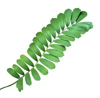 Yaprağın üstünü kapat