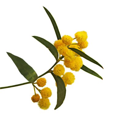 Acacia saligna 'yı kapat