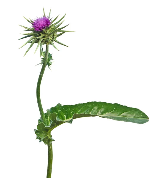 Cardo de lança florido (Cirsium vulgare) — Fotografia de Stock