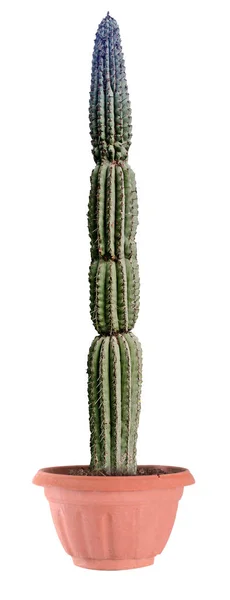 Cactus isolato su sfondo bianco — Foto Stock