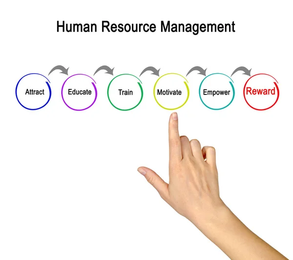 Diagram of human resource management — Stock Photo, Image