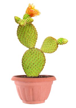 Beyaz arka plan üzerinde izole opuntia kaktüs