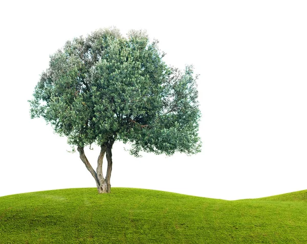 Beyaz arka plan üzerinde izole zeytin ağacı — Stok fotoğraf